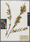 Foto von Salix triandra subsp. triandra L.